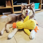 Interaktive Plüsch-Ente für Hunde