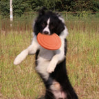 Silikon Hund Frisbee – Robuste Wurfscheibe
