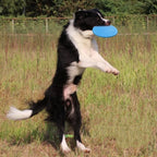 Silikon Hund Frisbee – Robuste Wurfscheibe